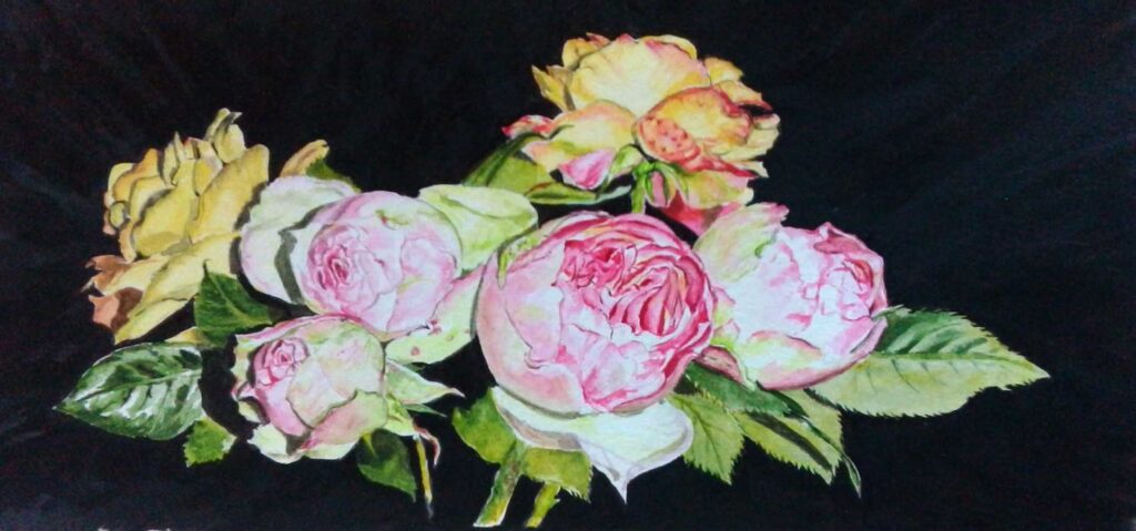 Aquarelle d'un bouquet de roses Pierre de Ronsard sur fond noir