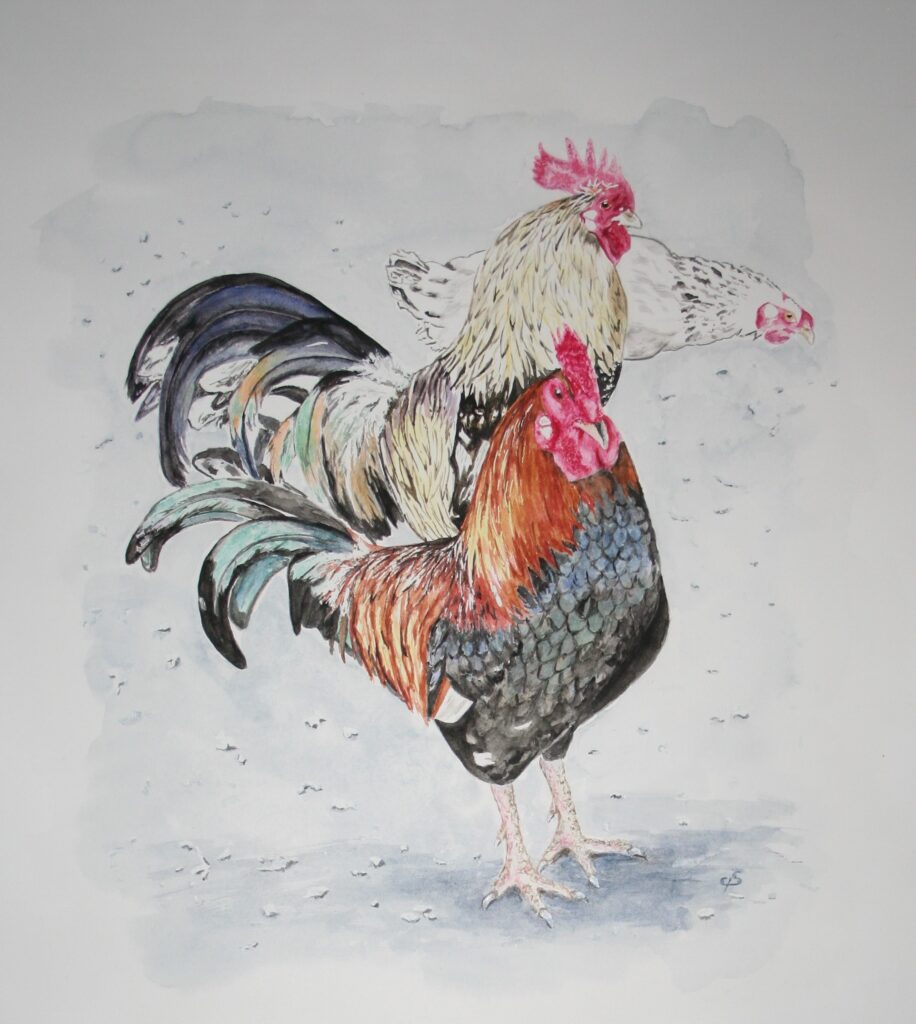 Aquarelle sur Arche satiné, représentant 2 coqs inspirés de La Fontaine
